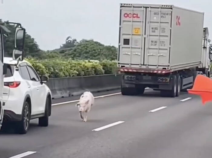 中元節大逃亡! 彰化國道驚見「二師兄」跳車亂竄