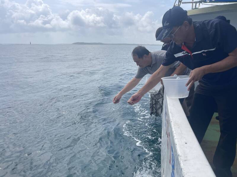 澎湖區漁會攜手種苗繁殖場復育鐘螺 14萬顆幼螺扎根北海東海珊瑚島嶼
