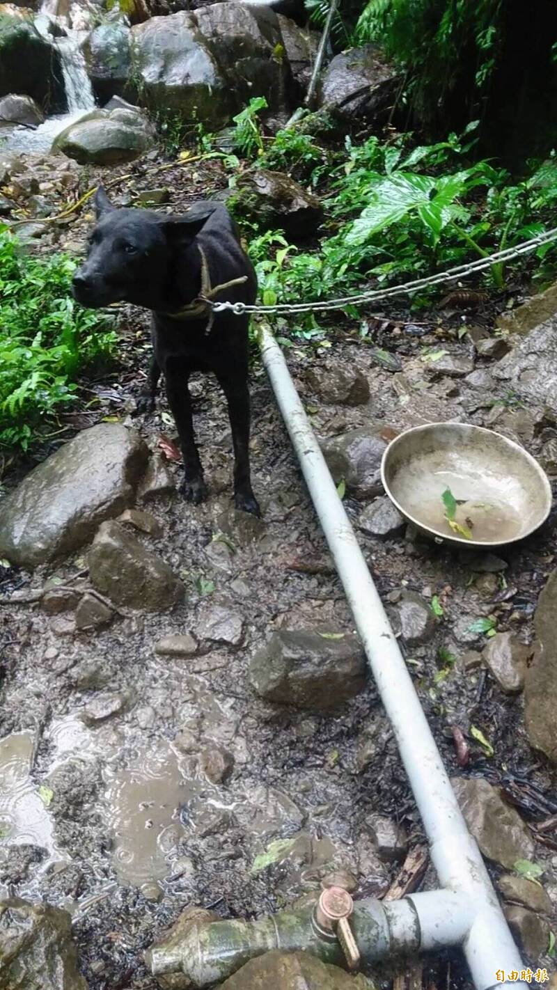 非法繁殖場驚見5袋狗屍!癱瘓犬滿身蛆慘死 場主涉虐判刑