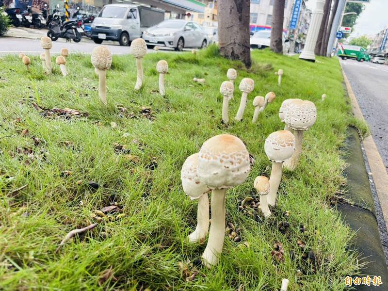 高雄雨後毒菇再現 衛生局示警勿採勿食