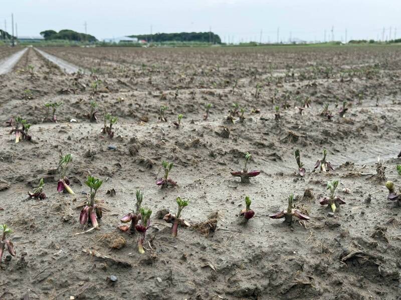 豪雨泡水 農業部公告雲林花生、大豆、胡麻現金救助