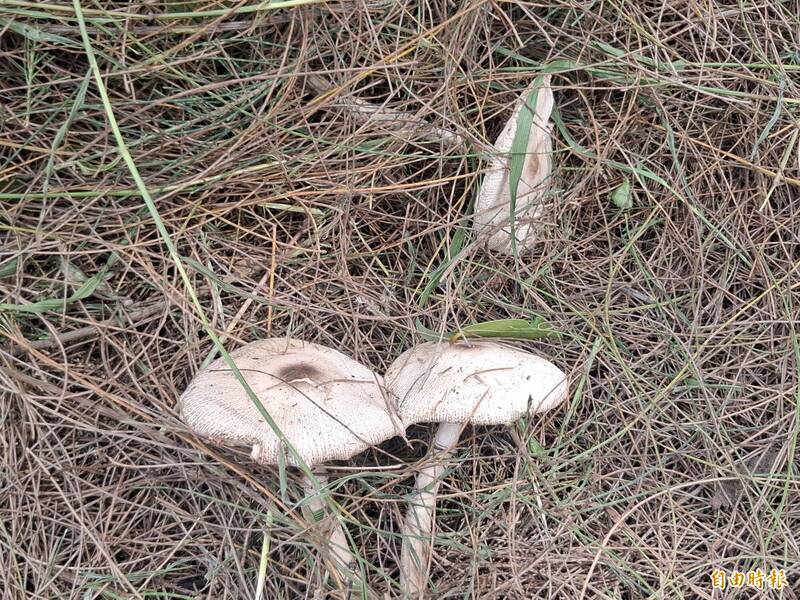 澎湖連日豪雨孳生菇類 中興國小、馬公國小旁草地都出現野菇
