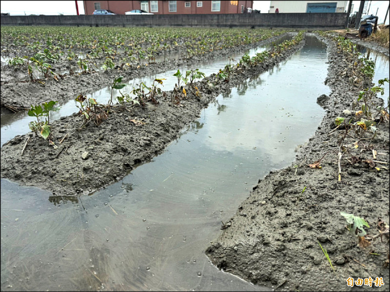 豪雨農損 雲林花生、大豆、胡麻納現金救助