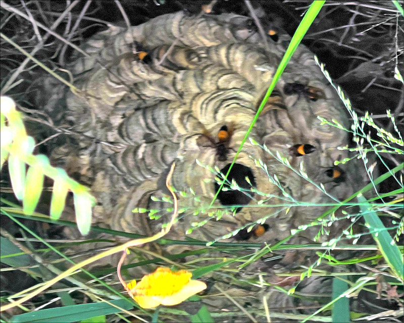 和美選舉看板後 藏籃球大虎頭蜂窩