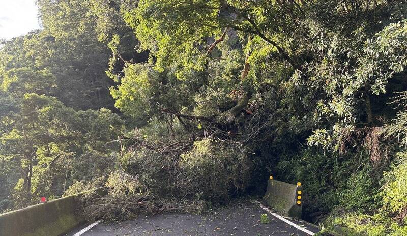 南橫禮觀路段路樹倒塌 道路阻斷封閉搶修