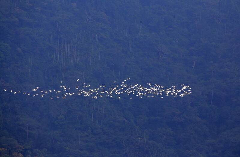 萬鷺朝鳳!嘉義梅山奇景登場 黃頭鷺大軍白露後報到