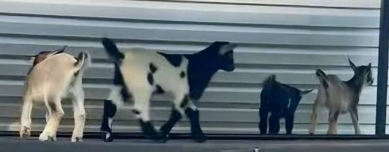 美北卡州寵物園驚傳4隻小山羊有狂犬病 當局籲接觸民眾儘快就醫