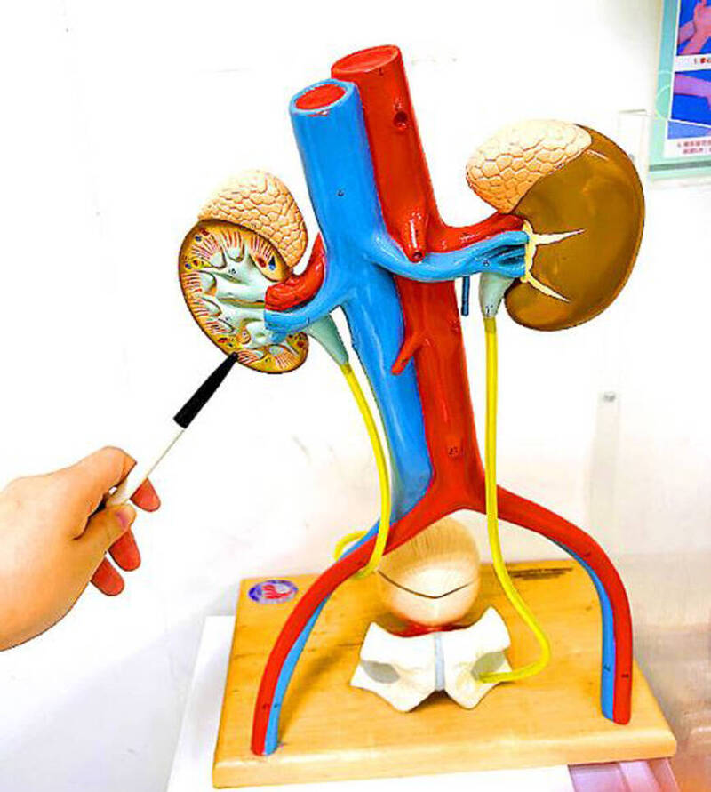 《TAIPEI TIMES》Deaths related to kidney disease rise