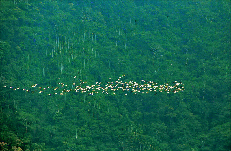 梅山萬鷺朝鳳 千鳥齊飛