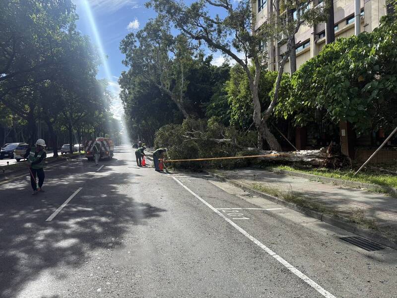 北市大直路樹連根拔起 橫倒車道幸未波及人車