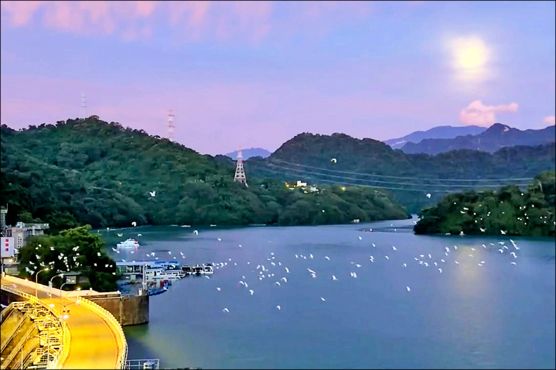 黃頭鷺南遷 過境石門水庫