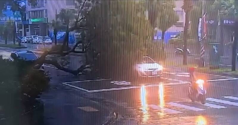 高雄汽機車停紅燈剛起步 逾10米高路樹突倒塌驚悚畫面曝