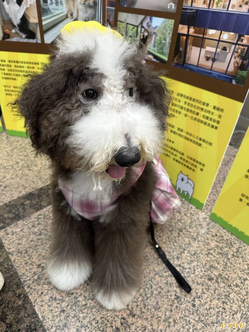 農業部將首辦寵物美容競技賽 獎金最高6千元