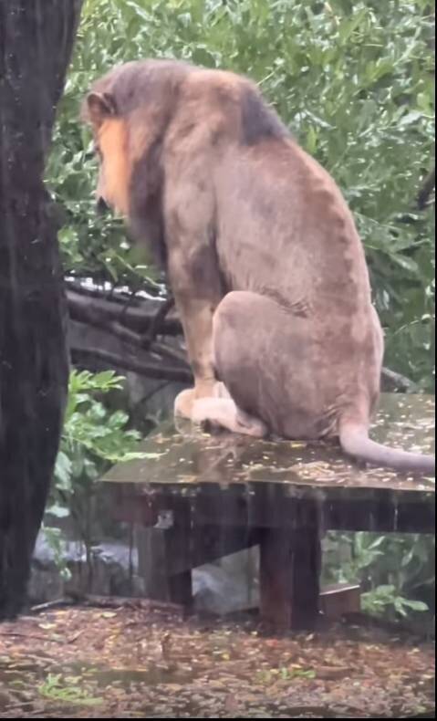 雨天限定版濕背秀!壽山動物園雄獅「小辛」再度雨中發呆