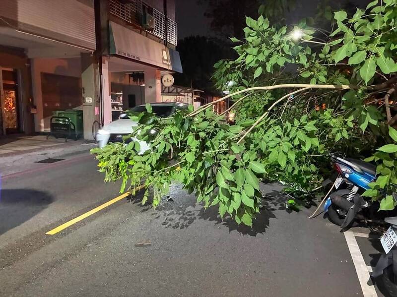 台中路樹無預警倒塌成隱憂 議員促建置「樹木病歷表」讓路樹狀態透明化