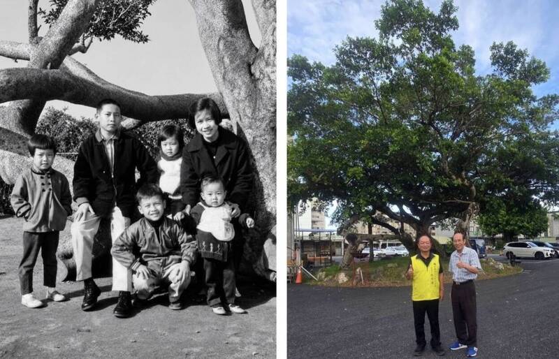 60年前強颱吹倒不死 宜蘭二結王公廟老榕樹枝繁葉茂重生