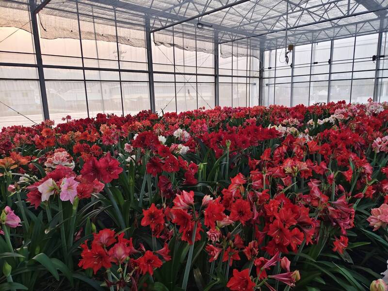 種苗場培育新品種孤挺花「種苗5號夏之戀」 可望打入高檔切花市場
