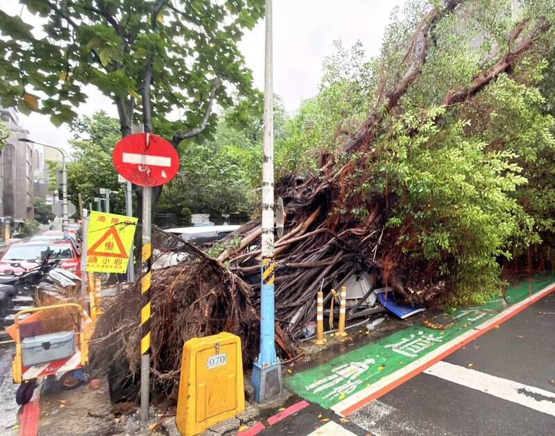 北市大安區大雨路樹倒塌 壓毀停車場4車