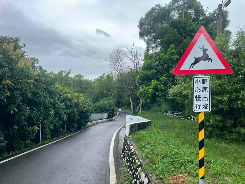 八卦山水鹿群撞車頻傳 市公所設告示牌提醒小心慢行