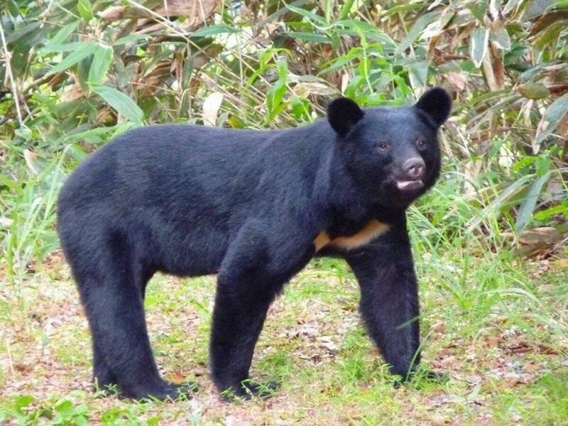 明年4月 日本東京解除「獵熊禁令」