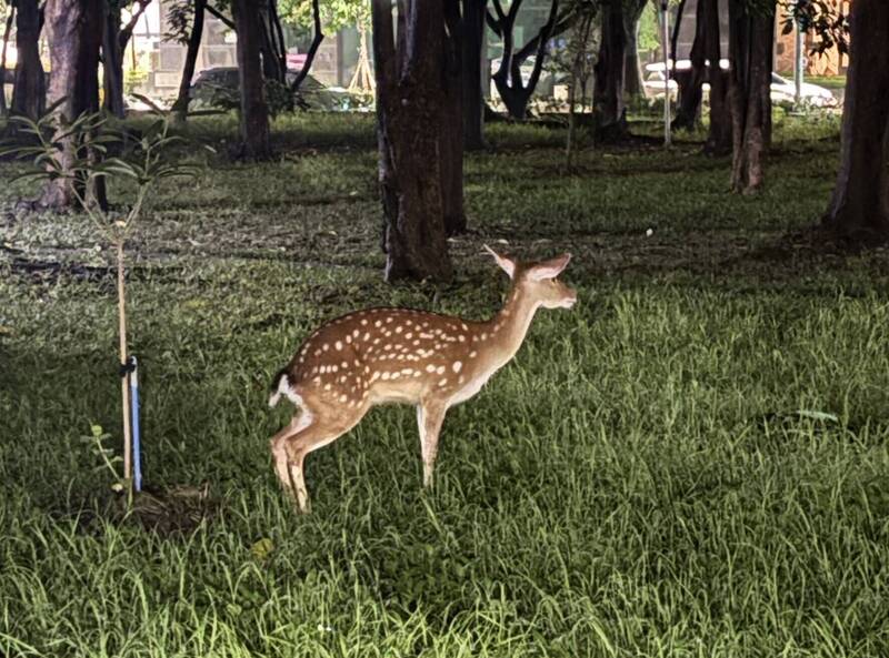 高雄街頭驚見逃家梅花鹿 飼主急尋「小花」
