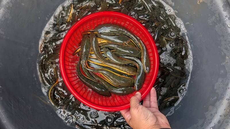 日月潭魚虎球電破3.4萬尾歷年次高 南投縣府:已破紀錄