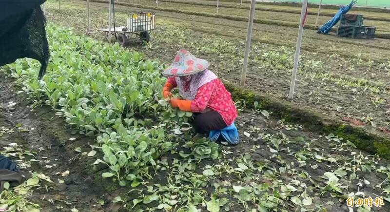降雨逾半個月!西螺果菜市場小白菜飆破百元