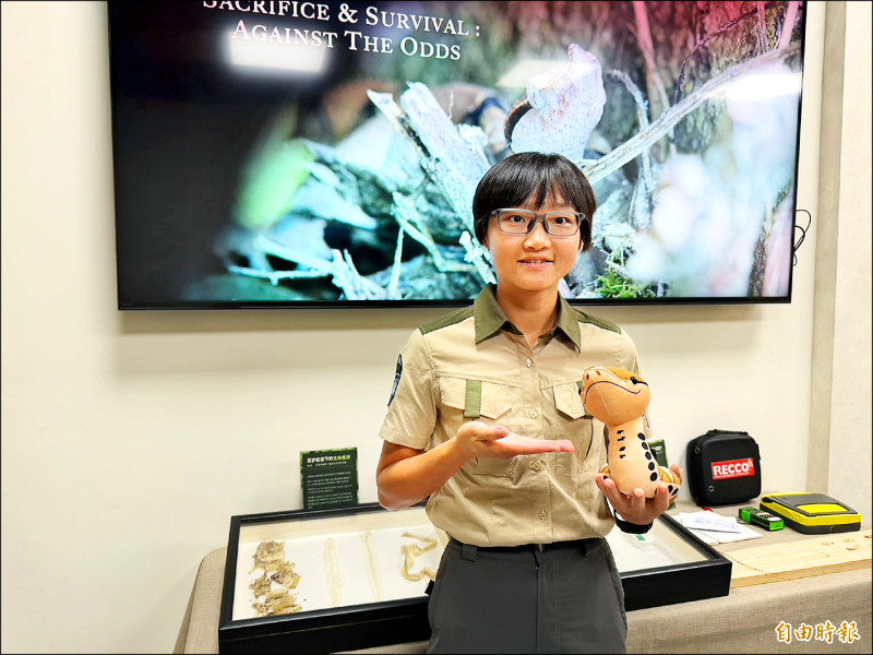 守護、天擇全紀錄 百步蛇孵16蛋剩1隻存活