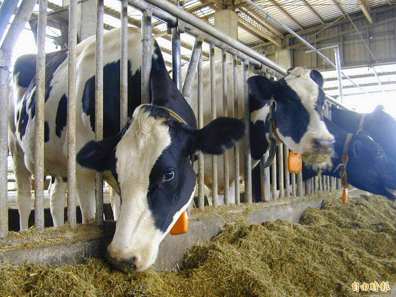 日本佐賀縣飆40度高溫!熱到乳牛中暑、牛奶產量大減2成