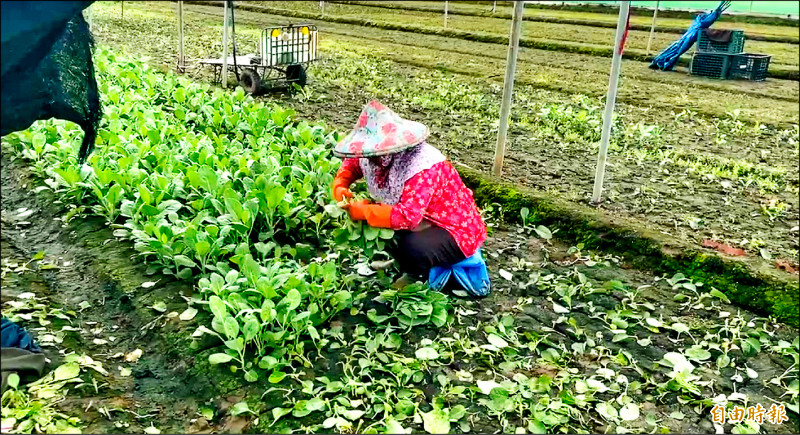 產地泡水逾半月 菜價大漲4成