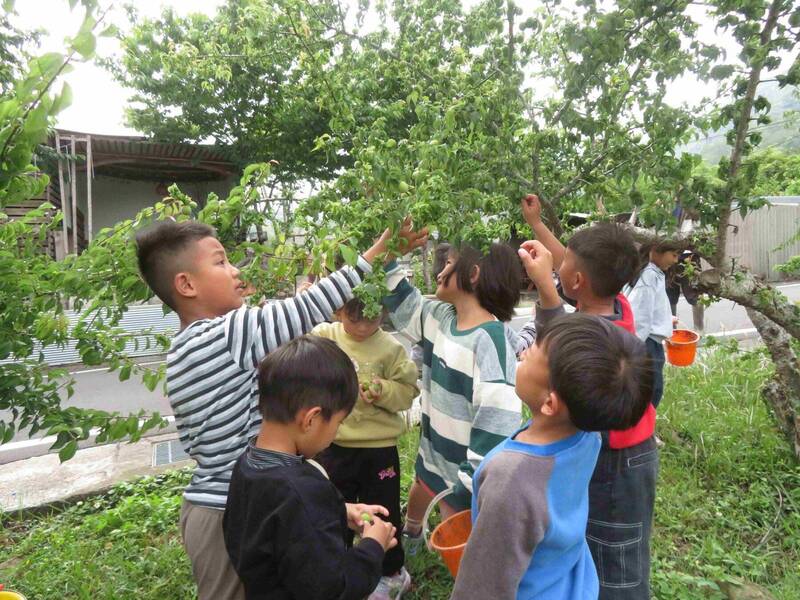 種小米學布農語、畫繪本說台語 本土語言走進幼兒園日常