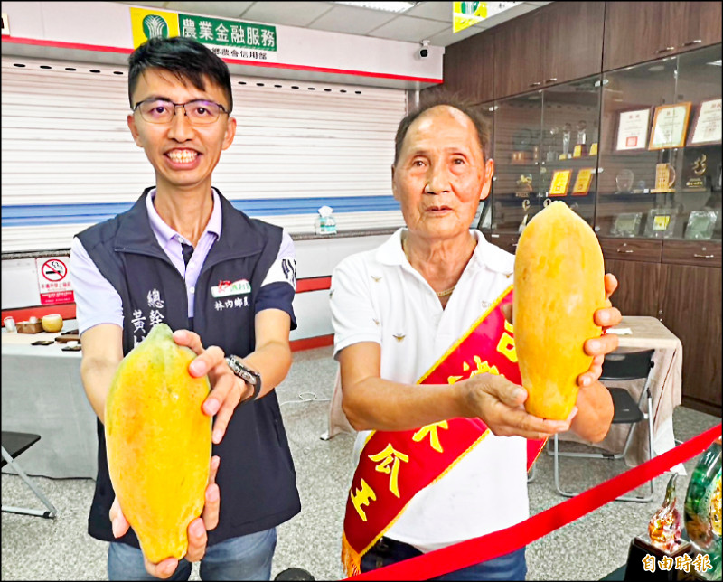 豪雨林內木瓜質未降 76歲廖榮煌蟬聯「木瓜王」