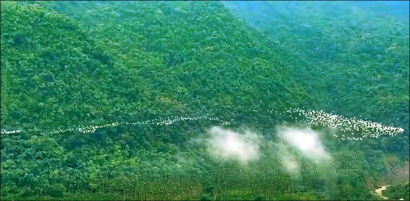 梅山萬鷺朝鳳 逾3萬隻過境驚豔