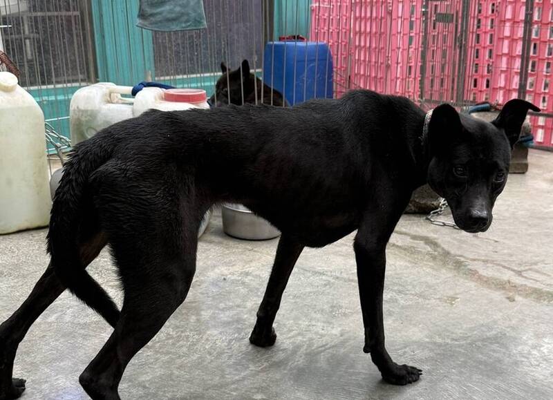 新北24間民間收容所收容3256隻犬貓 動保處強化管理量能