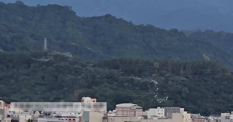 超壯觀!台中太平喜見「萬鷺朝鳳」 民驚嘆:以為異形攻進地球