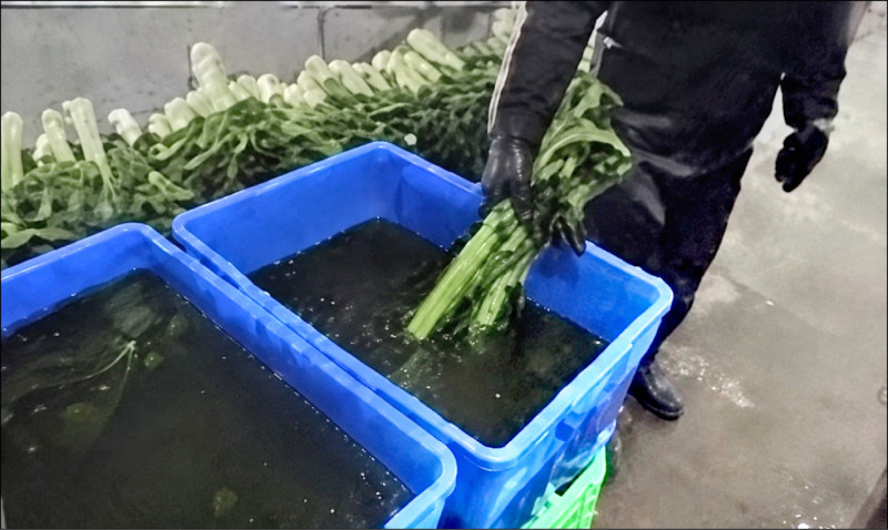 中國再爆毒菜 化學上色萵筍 近12噸銷毀