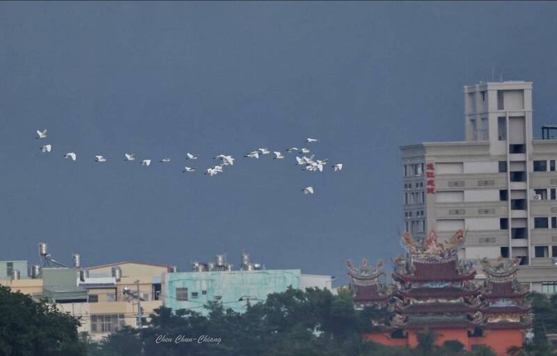 逢白露報到! 成群黃頭鷺現身高屏溪 可望再現「貪食蛇」奇景