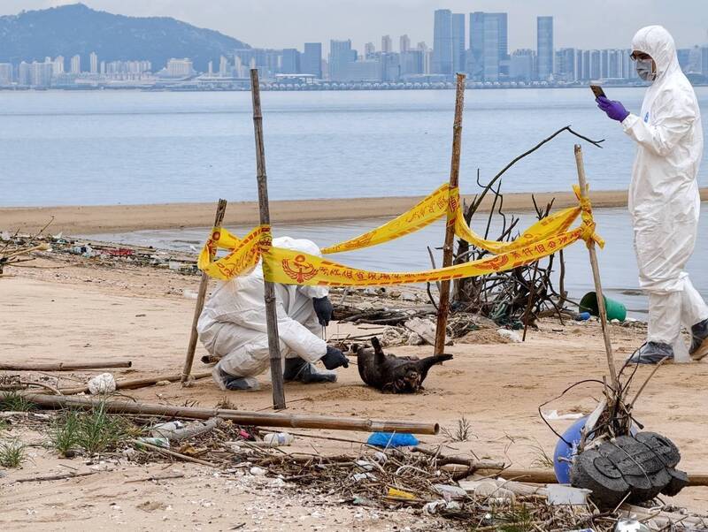 今年以來第4例!非洲豬瘟海漂豬再襲金門 應變中心:肉品暫停輸往台灣與其他離島