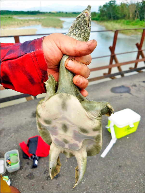 貓羅溪釣鱉 秋涼好進補