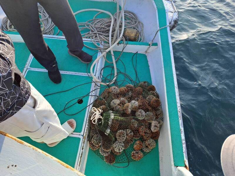 「提早1天變盜採!」 澎湖6人偷跑撈海膽 判刑恐罰76萬天價