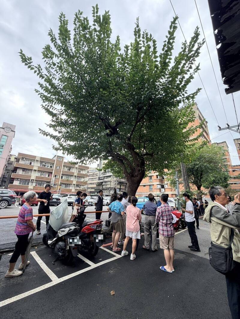 永和老桑樹不移除了！居民、護樹團體請命成功 原地保留、治療