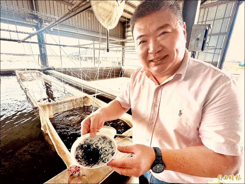 魚苗放養減半 台灣鯛明年恐缺魚/銷美出口量、價格滑落 漁民虧怕了不敢冒進