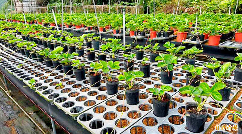 《TAIPEI TIMES》 MOA to relax seed, seedling sale rules