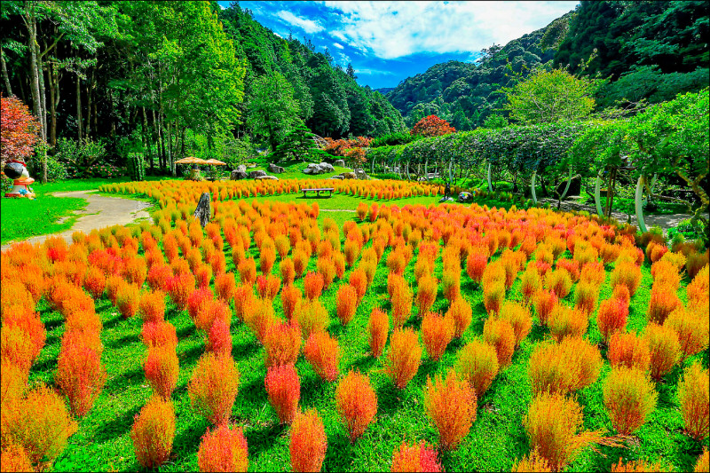 4千株波波草轉紅 杉林溪夢幻秋色