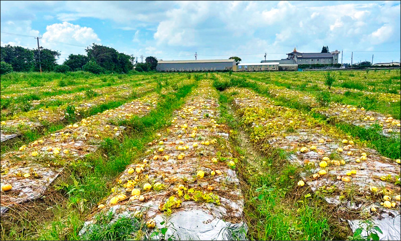 豪雨農損 彰化5作物獲現金救助