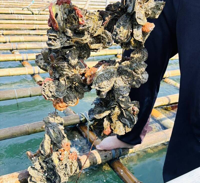 豪雨釀延遲性災情 嘉縣牡蠣救助金每棚2.5萬元
