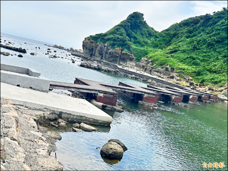 和平島地質公園生態豐富 野生珠螺「大」破紀錄