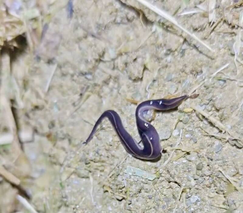 豪雨過後高雄山區現蹤新幾內亞扁平蟲 生態危機引關注