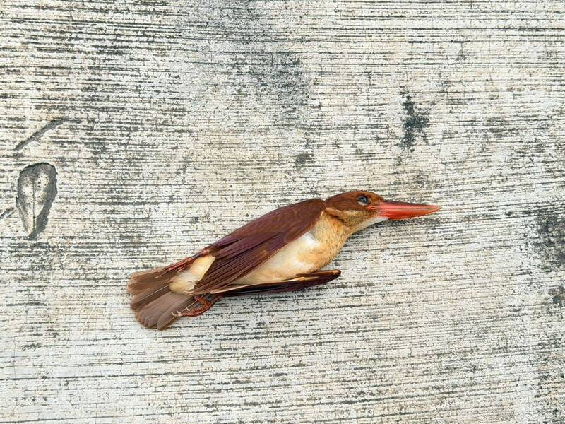 「鳥界法拉利」赤翡翠過境高雄遭「窗殺」。(福爾摩沙野鳥保育協會洪瑞圳提供) 「鳥界法拉利」赤翡翠過境高雄遭「窗殺」。(福爾摩沙野鳥保育協會洪瑞圳提供)