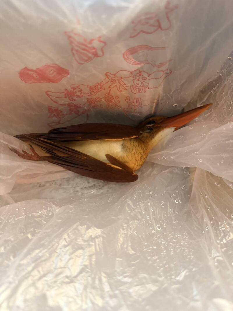 「鳥界法拉利」赤翡翠過境高雄遭「窗殺」。(福爾摩沙野鳥保育協會洪瑞圳提供) 「鳥界法拉利」赤翡翠過境高雄遭「窗殺」。(福爾摩沙野鳥保育協會洪瑞圳提供)
